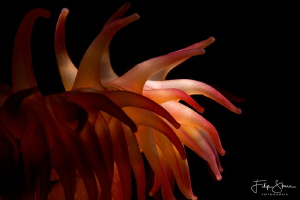 Close up of a Dahlia anemone (Urticina felina), Zeeland, ... by Filip Staes 
